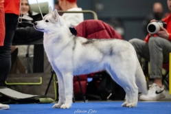 Sindi CACIB Brno 24.01.2026